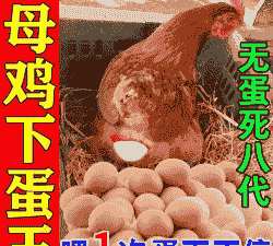 让母鸡多下蛋吃什么