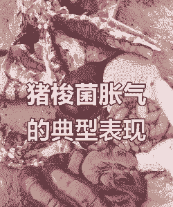 猪胀肚子是什么病