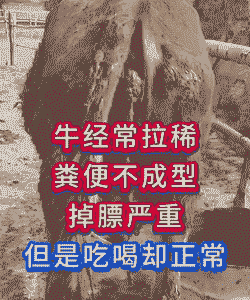 牛吃什么饲料能拉稀