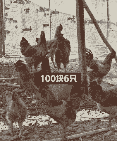 上半年用什么养鸡