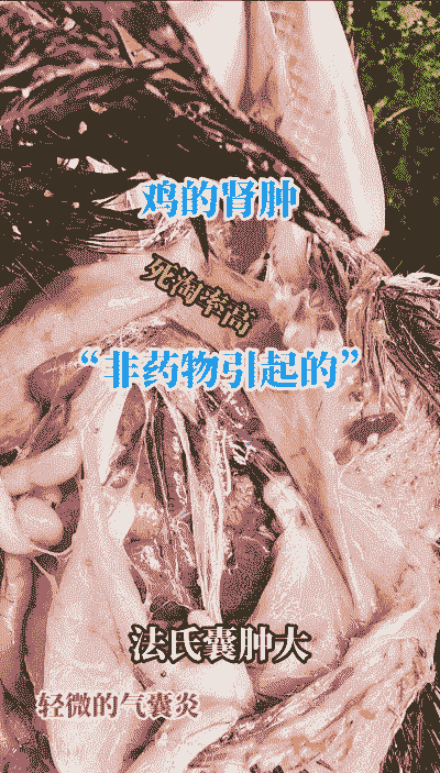 肉鸡肾肿大什么原因
