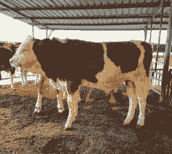 东北养什么品种的牛