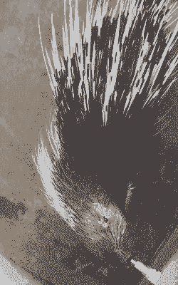 养殖豪猪喂什么用