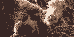 牛犊缺硒是什么症状