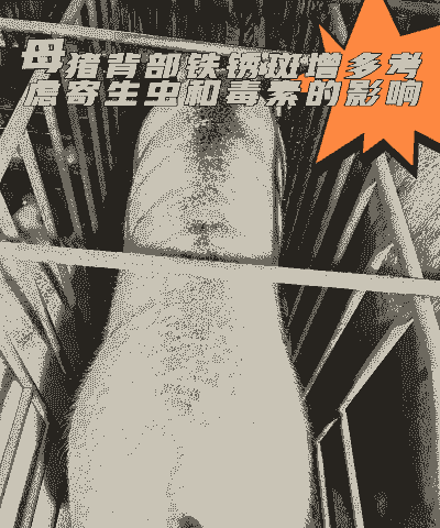 猪身体发黑是什么病