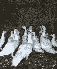 白毛的鸭子是什么品种