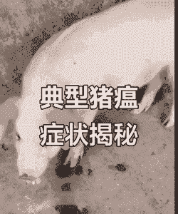 仔猪猪瘟有什么症状