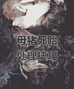 猪为什么会生死胎