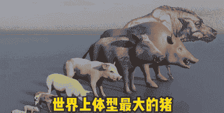 什么品种的猪体型最大