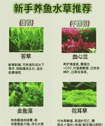 养草鱼用什么草种最好