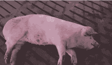 猪仔的猪瘟是什么症状