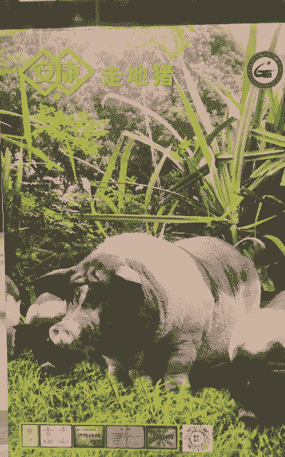 走地猪什么意思