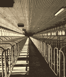 什么规模的养猪场