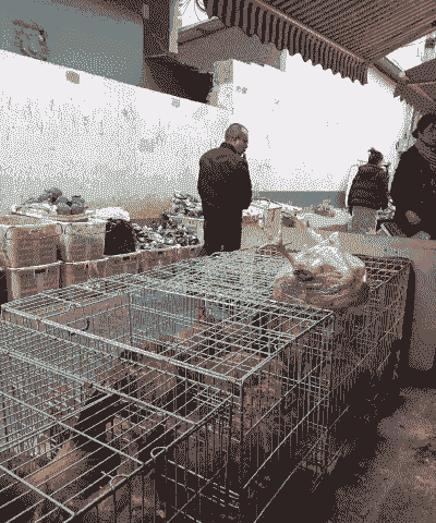 什么地方卖毛鸡