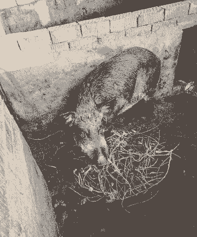 二杂猪是什么猪