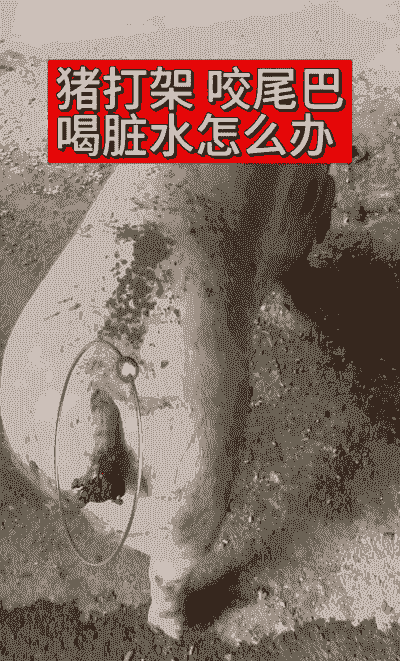 仔猪咬尾是缺什么
