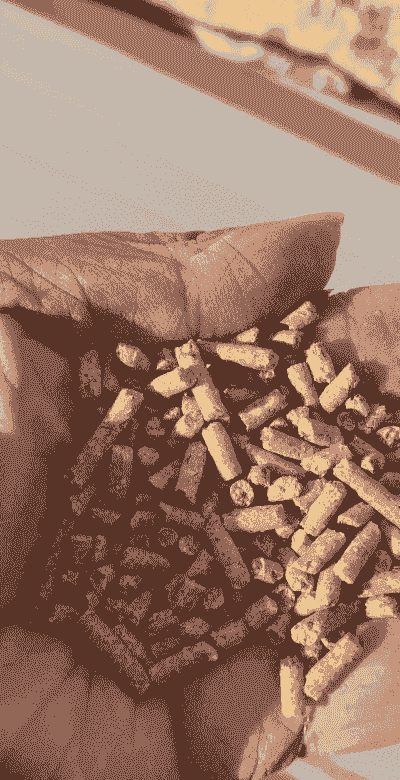 养小母猪喂什么料