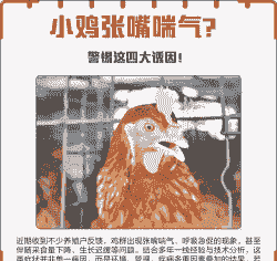 小鸡张嘴呼吸是什么病