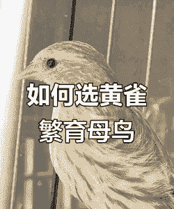 黄鸟怎么喂什么颜色鲜艳