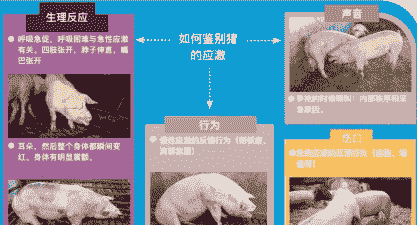 母猪应激是什么意思