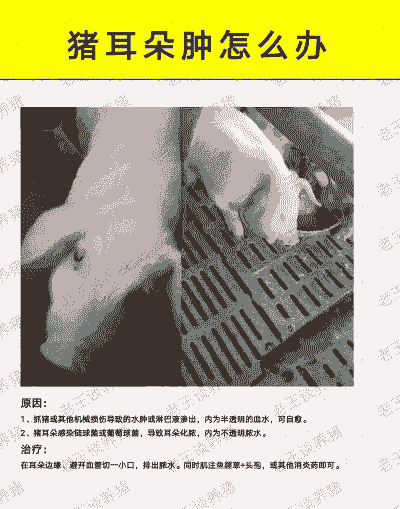 仔猪耳朵肿什么原因