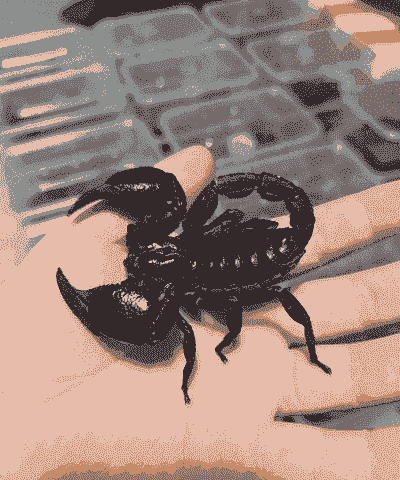 什么品种的蝎子最好养