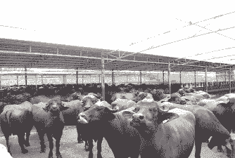 广西养什么牛比较适应