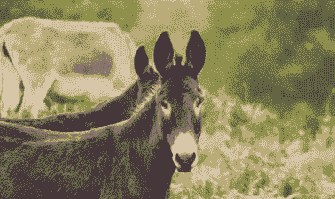 为什么养驴的人少