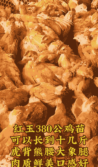 甘肃天水适合养殖什么