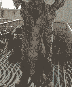 种母猪是什么意思