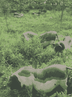 阳春唐猪是什么品种