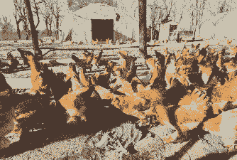 东北地区养殖什么