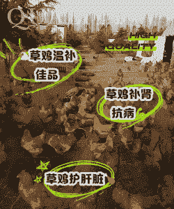 有什么可以代替饲料养鸡