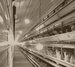 笼养肉鸡什么灯光最好好