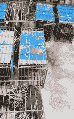 豪猪养殖什么地方多