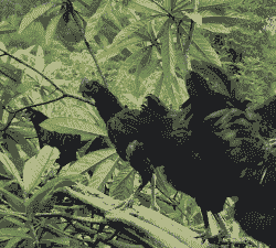 湘西最适合养什么