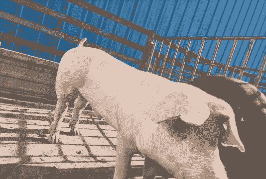 种猪为什么那么大