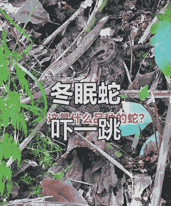 蛇冬天要准备什么过冬