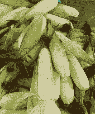 广西什么时候有玉米