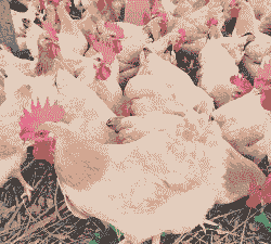 广西都有什么鸡品种