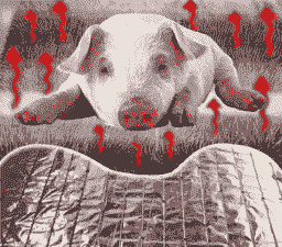 猪是通过什么散热的