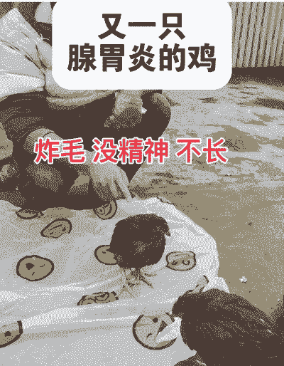 小鸡闭眼睛是什么病