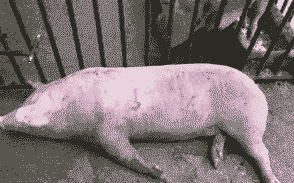 仔猪低温是什么原因