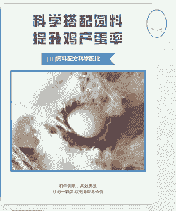 蛋鸡喂什么提高产蛋率