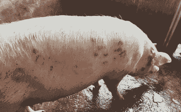 猪背上红是什么病