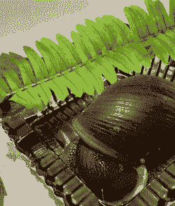 什么地方养殖大力蜗牛