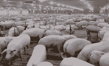 美国养殖业什么赚钱