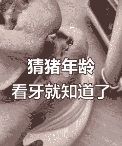 猪为什么老磨牙呢