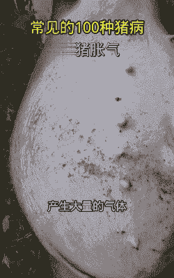 猪胀气是什么问题