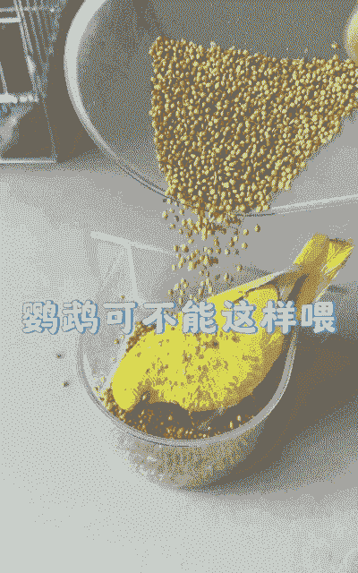 鹦鹉孵化时喂什么饲料